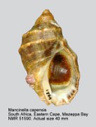Mancinella capensis